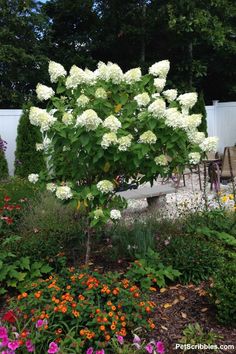 white flowers are blooming in the garden