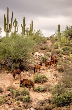 horses graze in the desert with cactus trees and cacti behind them on a cloudy day