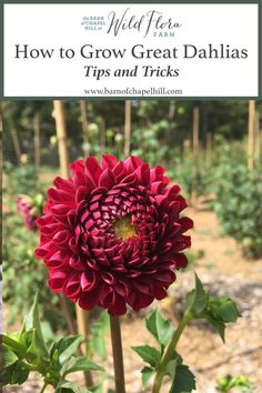 a red flower with the words how to grow great dahlas tips and tricks