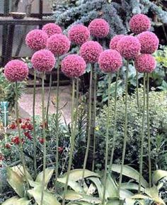 pink flowers are in the middle of a garden