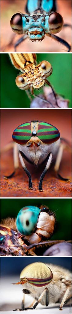 four different images of colorful bugs on the same page, each with an insect's head