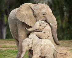 an adult elephant standing next to a baby elephant