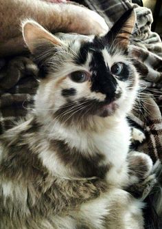 a black and white photo of a cat sitting on someone's lap looking at the camera