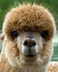 an alpaca is looking at the camera