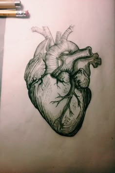 a drawing of a human heart on paper