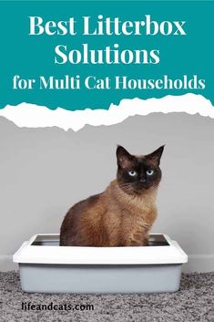 a cat sitting in a litter box with the words best litter box solution for multi cat households