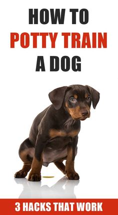 a book cover with a dog on it's back and the title how to potty train a dog