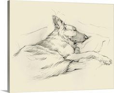 a pencil drawing of a dog laying down