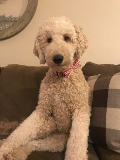 a white dog sitting on top of a couch