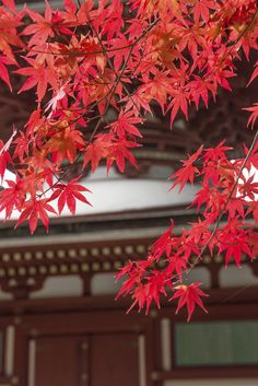 Red Bamboo, Kazuha Maple Leaf, Japan In Autumn Aesthetic, Japan Autumn Illustration, Autumn Kimono Japan, Japanese Red Maple, Japan Flower, Autumn Leaves Japan, Ginkgo Tree