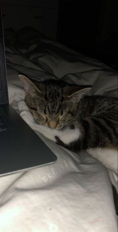 a cat sleeping on top of a bed next to a laptop computer