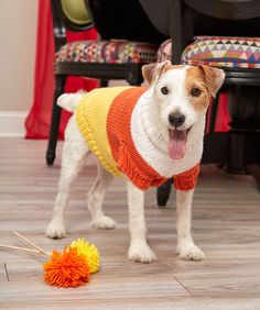 a dog wearing a sweater standing next to a ball of pom - poms