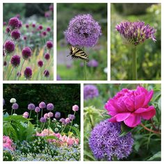 four pictures of different flowers and plants in the garden, including purple thistles, pink asters, blue asters, red asteriskils, and yellow butterfly