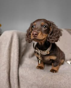 a small brown dog sitting on top of a bed