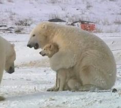 two polar bears playing with each other in the snow