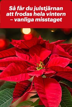 a poinsettia plant with green leaves and red flowers