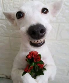 a small white dog holding a red flower