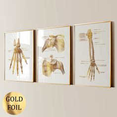 three framed medical diagrams with gold foil lettering on the bottom right side and lower left corner