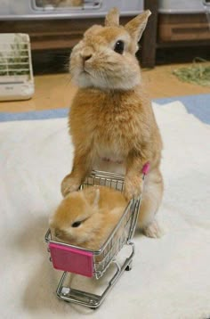 a rabbit sitting on top of a shopping cart with another bunny in it's lap