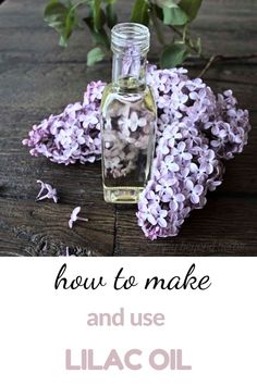 How To Make Lilac Perfume, Lilac Infused Oil, Lilac Oil Diy, Lilac Salve Recipe, Lilac Tincture, Lilac Honey, Lemon Balm Oil, Lilac Essential Oil, Lilac Oil