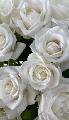 white roses with the words love written on them