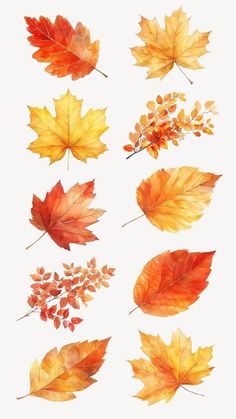 several different types of autumn leaves on a white background, each with orange and yellow colors