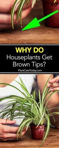 houseplants get brown tips on how to care for them and where to put them