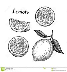 hand drawn lemons with leaves and slices on the white background, sketched style