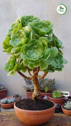 a potted plant sitting on top of a wooden table next to other pots filled with succulents