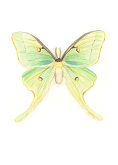 a green and yellow butterfly on a white background