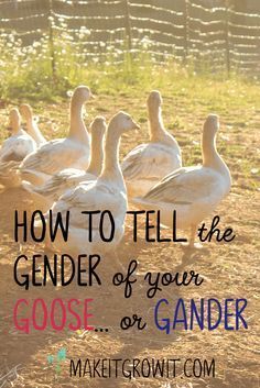 some ducks are standing in the dirt with text that reads how to tell the gender of your