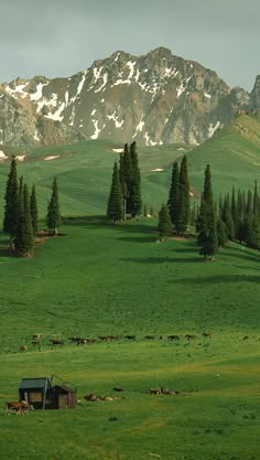 a green pasture with trees and cows grazing in the distance, surrounded by snow - capped mountains