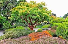 a tree in the middle of a garden