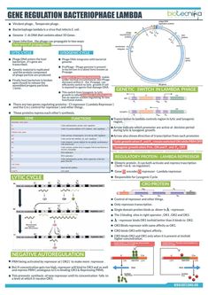 a poster with information on how to use the gene regulation bactenophale labba