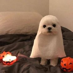 a small white dog sitting on top of a bed next to two halloween pumpkins