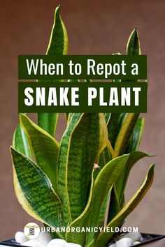 a snake plant with white rocks in it and the words when to rept a snake plant