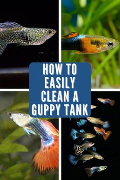 how to easily clean a guppy tank