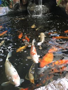 many koi fish are swimming in the pond