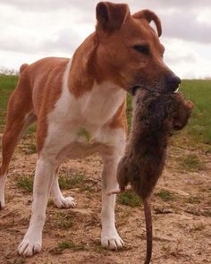 a brown and white dog standing on top of a dirt field next to a cat