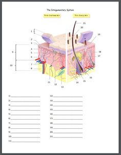 the structure of an animal's skin worksheet