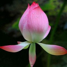 a pink flower with water droplets on it