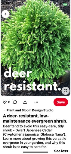 a plant with green leaves on it and the words deer restont above it