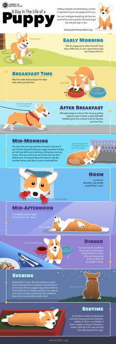 the different types of dogs that can be seen in this infographtion poster, which shows