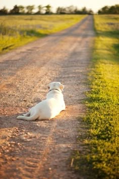 a white dog sitting on the side of a dirt road next to a green field