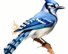 a blue and white bird is sitting on a branch