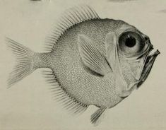 two fish are shown in black and white, one is looking at the other side