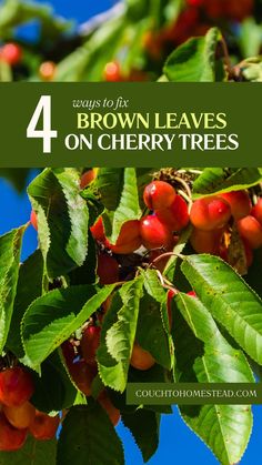 brown leaves on cherry tree