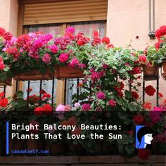 bright balcony beauties plants that love the sun with pink and red carnations