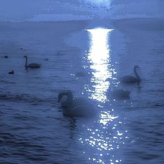 several swans swimming in the water at night with bright sun reflecting off the water's surface