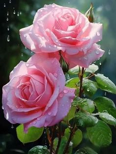 two pink roses with water droplets on them are in the foreground and green leaves